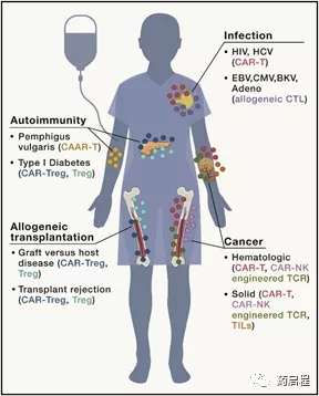 免疫细胞疗法的新兴宏图