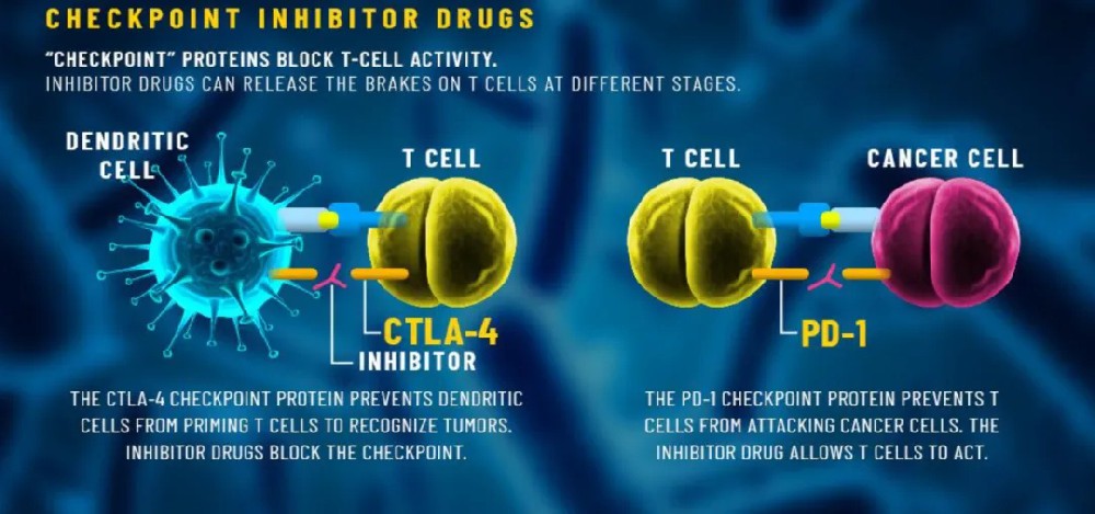 Cell重磅发现：肿瘤免疫疗法会自我限制其疗效，通过激活Treg细胞，降低免疫治疗效果